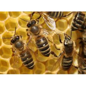 education-honey-bee